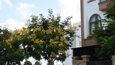 King Hill Residences